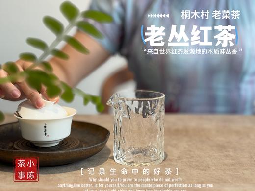 【会员福利】2025桐木老丛红茶， 岁月织就的稠滑汤水与老树木质香，温暖又美好 商品图7