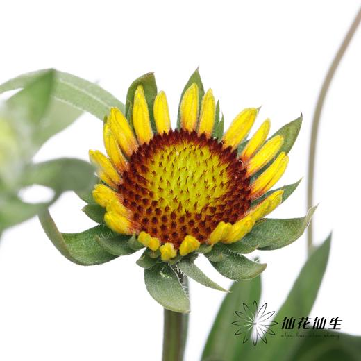 小菊 | 小菊六月菊 商品图1