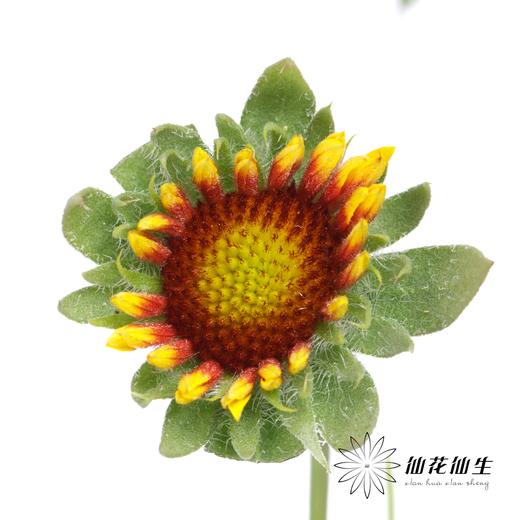 小菊 | 小菊六月菊 商品图3