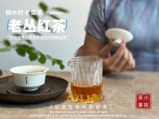 【会员福利】2025桐木老丛红茶， 岁月织就的稠滑汤水与老树木质香，温暖又美好 商品图9