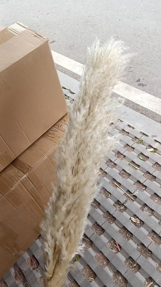 芦苇-白色 单枝 干花  约80公分 商品图3