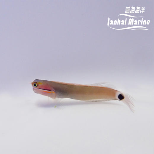小丑虾虎 商品图4
