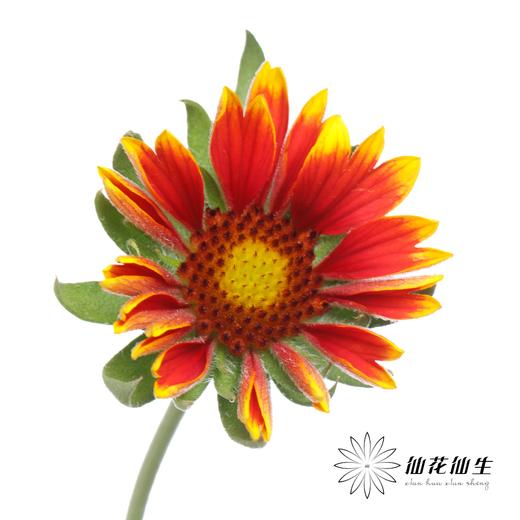 小菊 | 小菊六月菊 商品图0