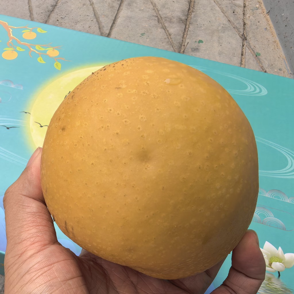 木栓病/冰雹砸伤等造成的瑕疵果，特价处理！超值！完全不影响食用，如图剜掉即可。跟正常果子一样可较长时间保存，推荐冰箱冷藏！