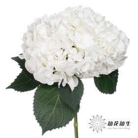 绣球 | 迪瑞特寻梨花白