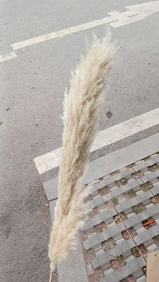 芦苇-白色 单枝 干花  约80公分 商品图2