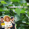 生态红薯苗 | 绿家自产* Eco-Sweet potato seedling | Self-production 商品缩略图0