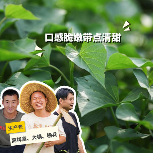 生态红薯苗 | 绿家自产* Eco-Sweet potato seedling | Self-production 商品图0