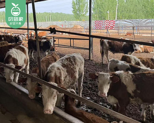 【预售-12月29日配送】大厂清真牛肉（牛肋排-冷冻）/1份（约1.5kg）生产日期：9月23日左右 商品图2