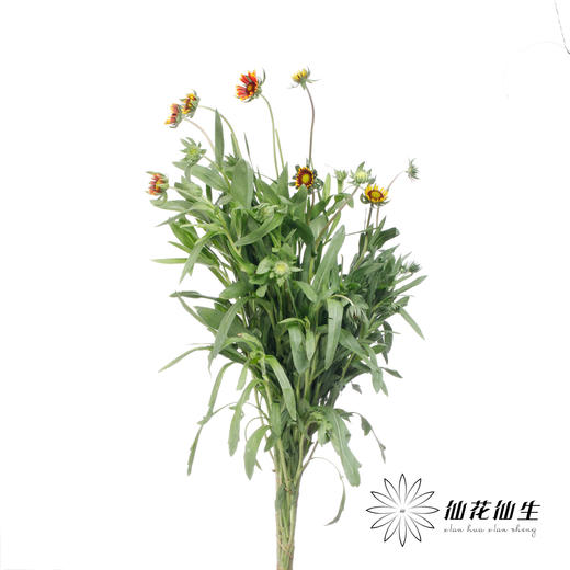 小菊 | 小菊六月菊 商品图2