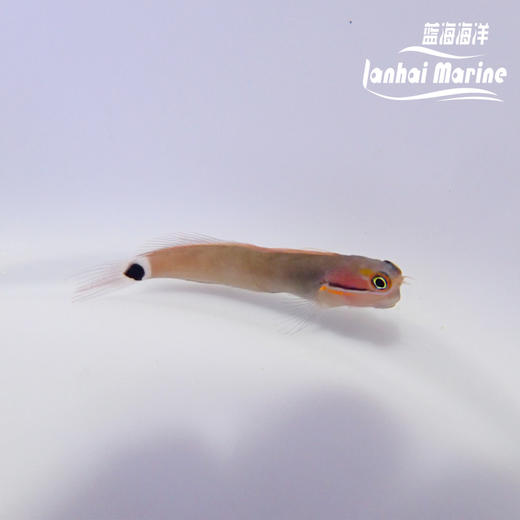 小丑虾虎 商品图3