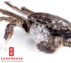 【公蟹母蟹任选】【顺丰空运】开始发现货大闸蟹闸蟹基地直邮 商品缩略图0