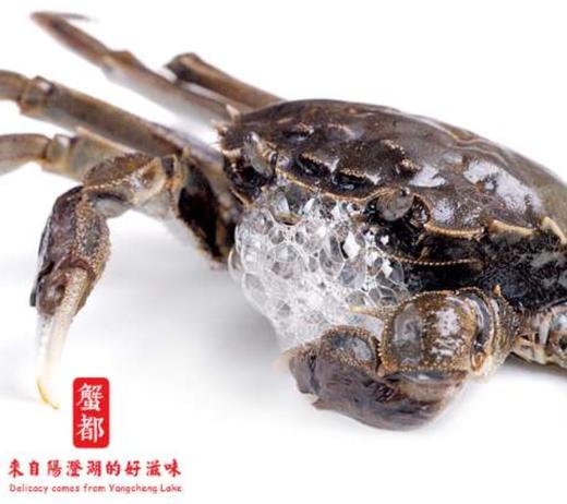【公蟹母蟹任选】【顺丰空运】开始发现货大闸蟹闸蟹基地直邮 商品图0