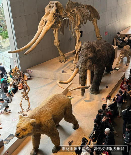 【猩咖说】上海自然博物馆 文史大咖2H/3H深度精讲（2人私家团不含票），零距离触摸自然奥秘~ 商品图3