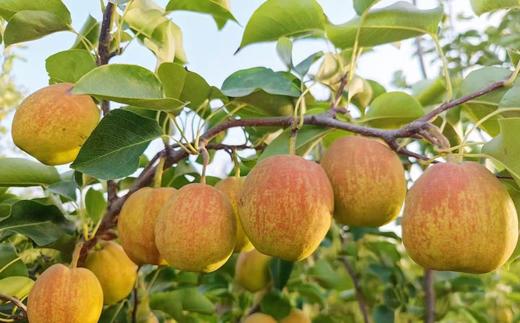 新疆库尔勒香梨 皮薄肉细 汁水丰盈 果肉甘甜酥脆 商品图8