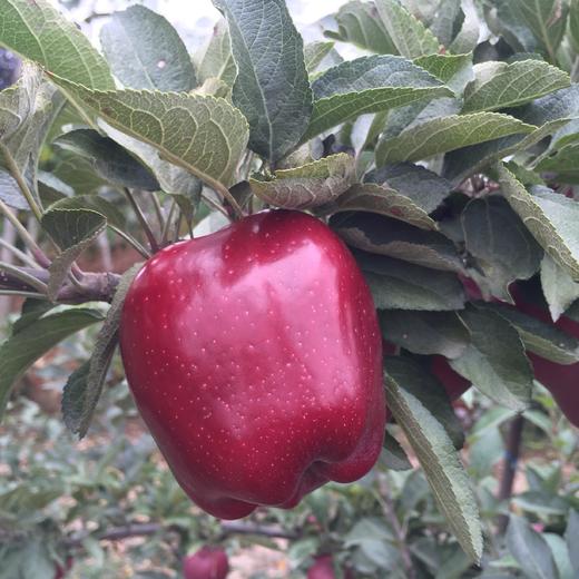 天水花牛苹果#可脆可粉，甘甜多汁~不打蜡不催熟，自然成熟的苹果味道 商品图2