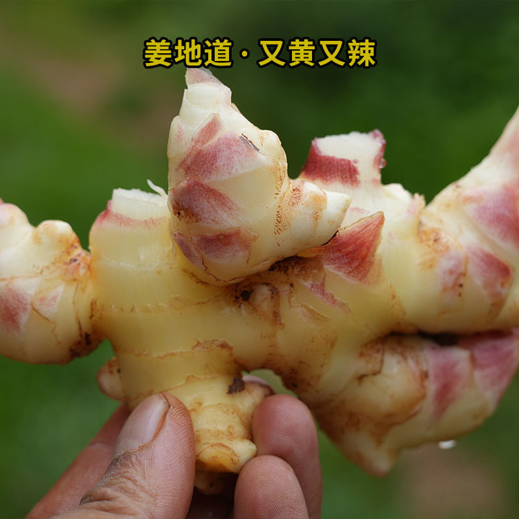 合作产品/ 云南生态小黄姜