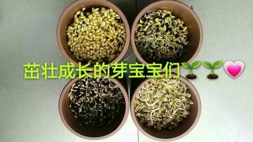 紫陶芽乐罐 光能量波技术发芽罐 商品图5