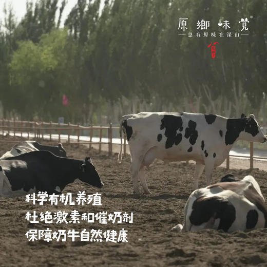 有机鲜牛奶/酸奶（基地直发-顺丰包邮）|多种规格，来自内蒙古乌兰察布【合作生产，公平贸易】 商品图2