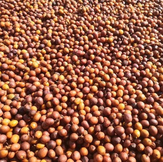 【预定现脱壳】雨林咖啡豆 咖啡粉全日晒厌氧发酵自然农耕种植咖啡豆手工制作 商品图0