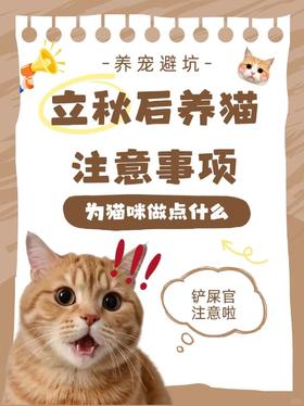 立秋后一定要给猫咪做这些事