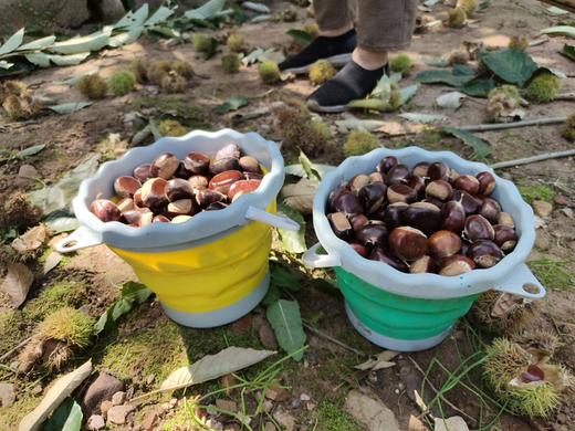 千亩梯田生态油栗 黏糯香甜 肉厚味甜 商品图4