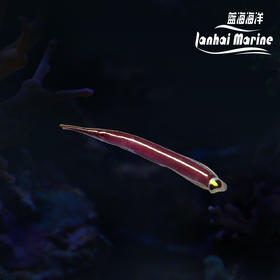 黄线海龙