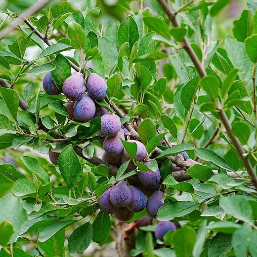 【中秋好礼】石家庄优选仓库速达，半坡阳光☀️黑珍珠脆李，又脆又甜，果肉会自动脱核，清香可口，味道浓郁，净重3斤礼盒装 商品图8