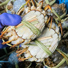 开湖热卖！【活蟹现发礼盒装】 阳澄湖大闸蟹品质现货 肉质鲜美 赠吃蟹工具！ha 商品缩略图3