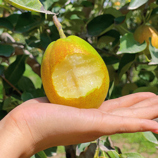 【库尔勒香梨】 皮薄肉细、酥脆爽口、汁多渣少  商品图0