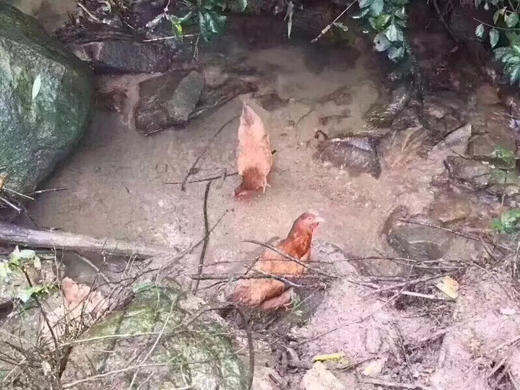 （预售）天台山散养土鸡蛋🥚 商品图5