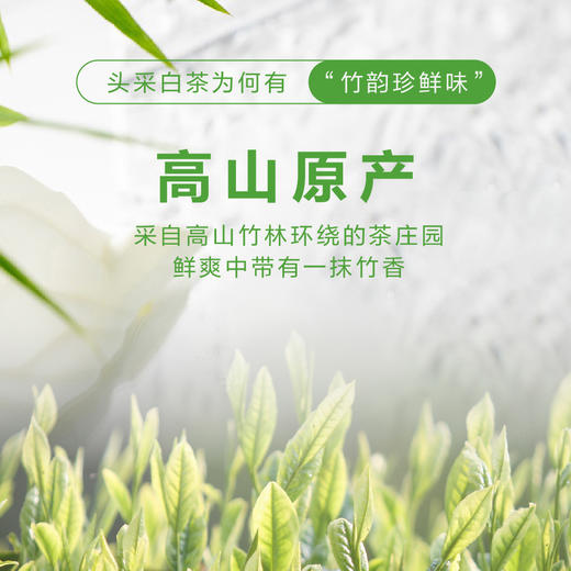 2026新茶 春贡·头采安吉白茶礼茶 茶叶白富美90g（3罐*30g) 商品图1