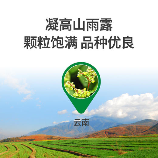 劲牌苦荞茶（原麦）袋装500g 商品图2