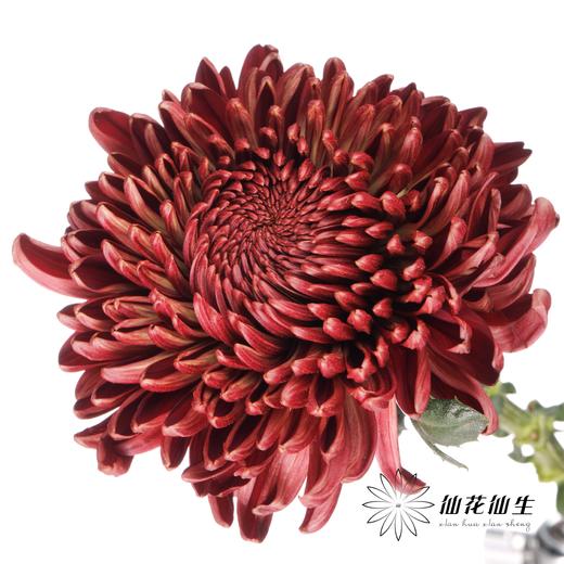 荷兰花材 | 大头菊红Bigoudi Red 商品图4