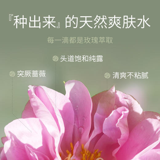 赠玫瑰纯露100ml*1   牛油果身体霜100ml/罐   A-5211  有机地球（效期身体霜27-4；纯露27-1） 商品图7