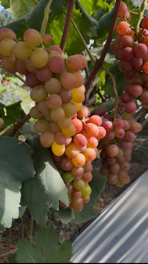 乌当采摘园葡萄6斤礼盒装(夏黑/巨玫瑰/玫瑰香)三个品种各2斤±【GY】 商品图2