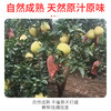新鲜现摘红蜜柚红心柚子新鲜当季水果现摘送礼 商品缩略图4