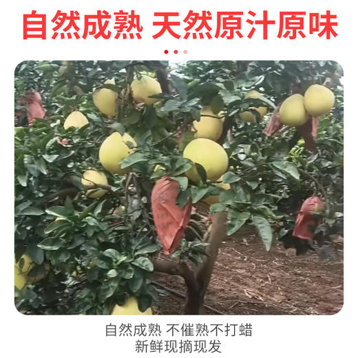 新鲜现摘红蜜柚红心柚子新鲜当季水果现摘送礼 商品图4