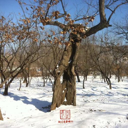 清净栗园鲜油栗（生）板栗  13年生态种植自然落果 5斤装 商品图7