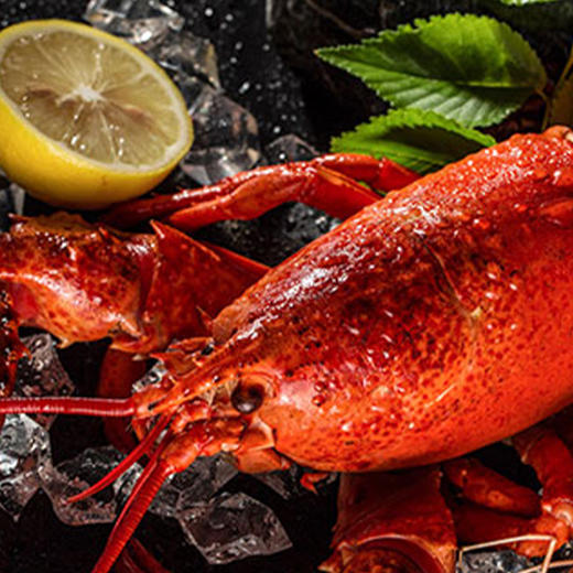 海神星波士顿龙虾礼盒*3【HSZQ20.0】 商品图4