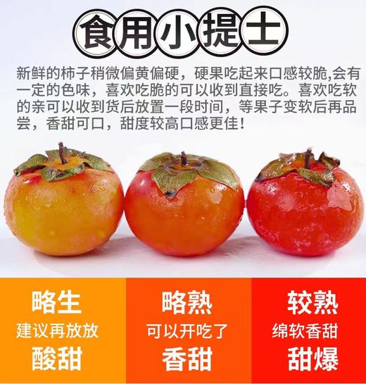 陕西火晶柿子 商品图4