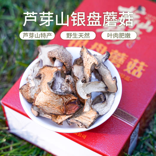 正宗山西宁武管涔山特产银盘蘑菇野生蘑菇食用菌类煲汤炒菜家用送礼礼盒装 商品图3