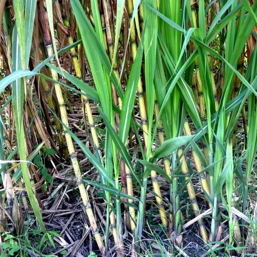 傣家古法红糖 生态种植甘蔗柴火古法手工熬制不加灰不点油香甜纯正浓郁【京东快递送货上门】 商品图3