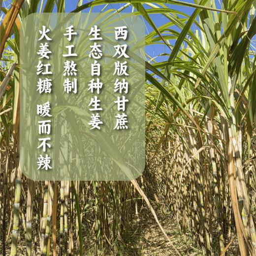 香畴红糖姜茶  云南甘蔗红糖块生姜红糖水单独小包装【京东快递送货上门】 商品图5