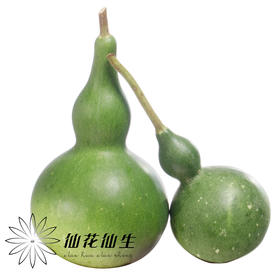 配果 | 葫芦