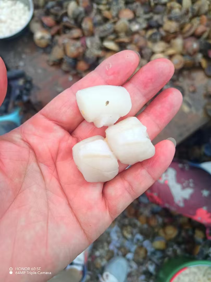 【保真无添加】现括正宗长海县海湾贝柱，原浆大贝丁，溜鲜，1斤80粒左右，原浆不添加一滴淡水，不泡发，不加保水剂等任何添加剂，包饺子，做汤，煎炸，做丸子怎么吃都好吃，板冻发货，全国包邮。