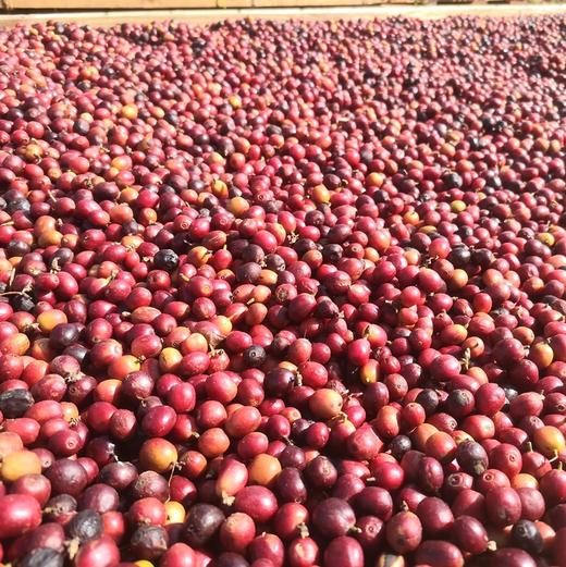 【预定现脱壳】雨林咖啡豆 咖啡粉全日晒厌氧发酵自然农耕种植咖啡豆手工制作 商品图2