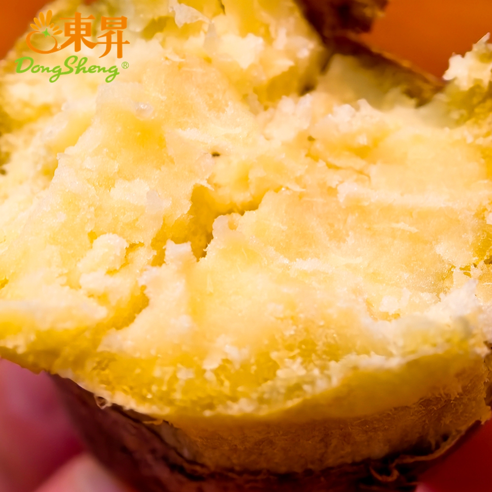 东升1号蜜薯 中大果3斤/10斤 黄心蜜薯栗粉香甜广州发货