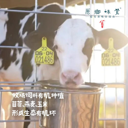 有机鲜牛奶/酸奶（基地直发-顺丰包邮）|多种规格，来自内蒙古乌兰察布【合作生产，公平贸易】 商品图1