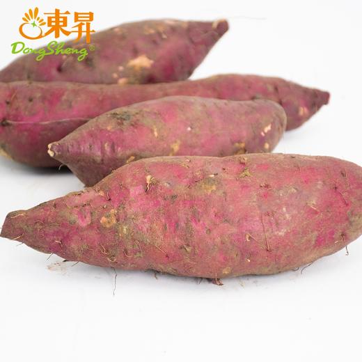 东升1号蜜薯 中大果3斤/10斤 黄心蜜薯栗粉香甜广州发货 商品图4